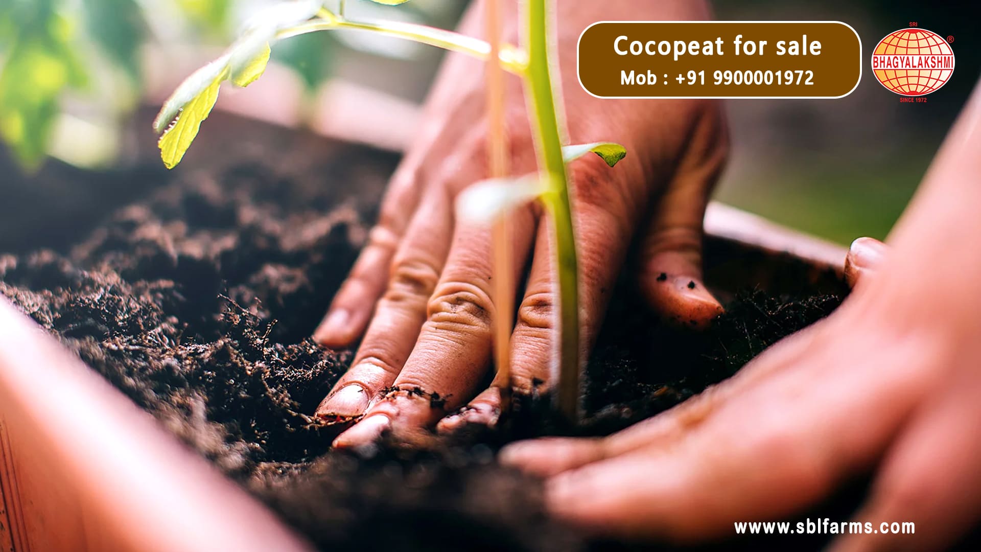 cocopeat manufacturers in Karnataka,  Coco Peat Manufacturers & Suppliers in Karnataka, cocopeat dealers, traders, wholesalers, manufacturers & suppliers  in bangalore, Coco Peat Blocks Manufacturer from Bengaluru , coco peat wholesalers in bangalore, India, Coco Peat Manufacturers near me in Bangalore, Coco Peat Wholesale Suppliers and exporters in Bengaluru , Karnataka, Coco Peat Wholesale Suppliers in bangalore, cocopeat in bangalore, cocopeat powder near chamrajpet, bengaluru, coco peat manufacturers in karnataka, Cocopeat wholesale in Bangalore,cocopeat exporters in bangalore,coco peat online bangalore. Cocopeat for sale in bangalore, cocopeat for sale in karnataka.